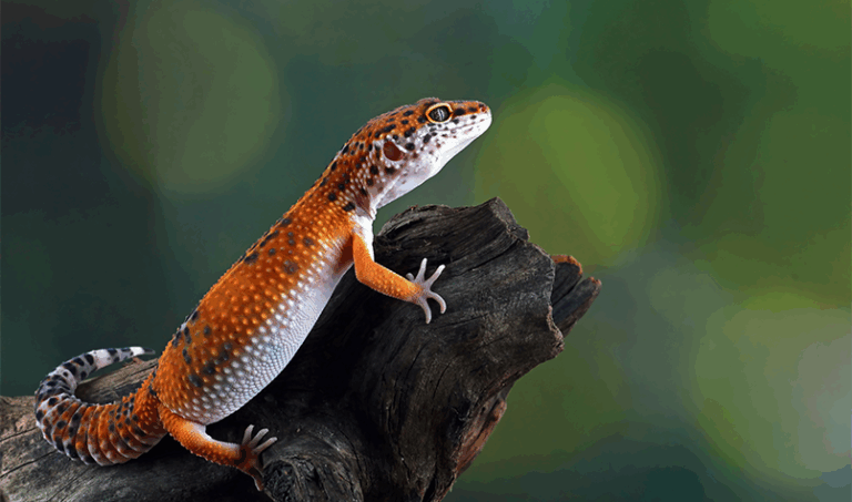 Northampton Reptile Centre